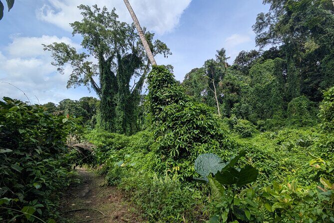 Jungle and Heritage Walk in Singapore - Practical Tips for the Jungle and Heritage Walk