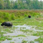 Jungle Safari Tour in Chitwan National Park - Why This Tour Works