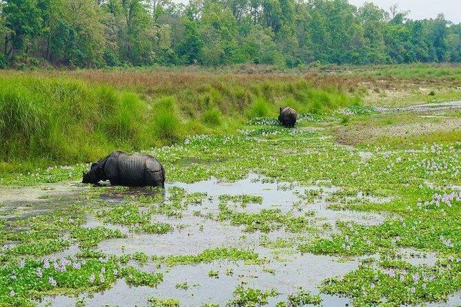 Jungle Safari Tour in Chitwan National Park - Why This Tour Works