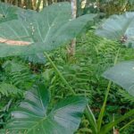 Jungle Trekking With Jatiluwih Unesco Heritage Site in Tabanan - Who Should Consider This Tour?