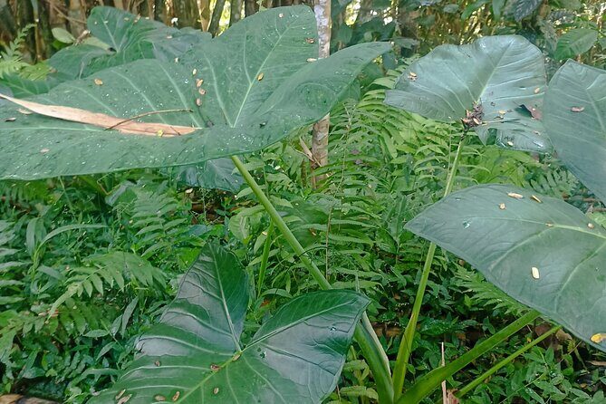 Jungle Trekking With Jatiluwih Unesco Heritage Site in Tabanan - Who Should Consider This Tour?