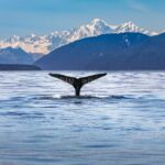 Kaikura Day Tour From Christchurch With Dolphin Encounter - Who Would Love This Tour?