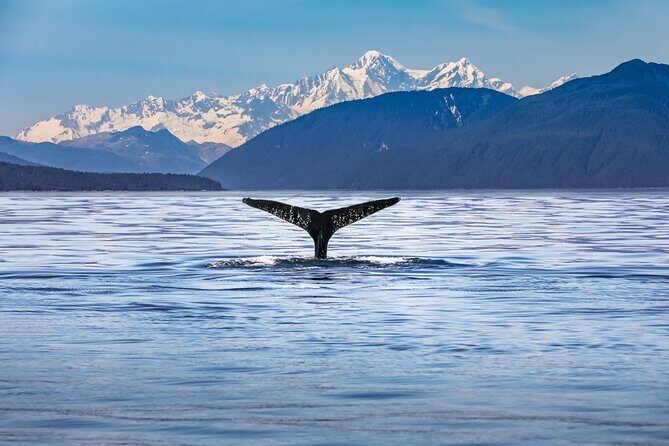 Kaikura Day Tour From Christchurch With Dolphin Encounter - Who Would Love This Tour?