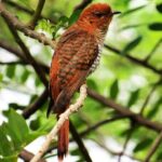 Kalametiya Bird Sanctuary Tour from Yala - Authentic Insights from Past Participants