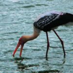 Kalametiya: Bird Watching Tour with Seafood Lunch from galle - Lagoon Safari and Birdwatching Walks