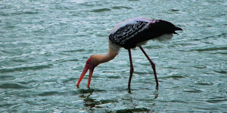 Kalametiya: Bird Watching Tour with Seafood Lunch from galle - Lagoon Safari and Birdwatching Walks