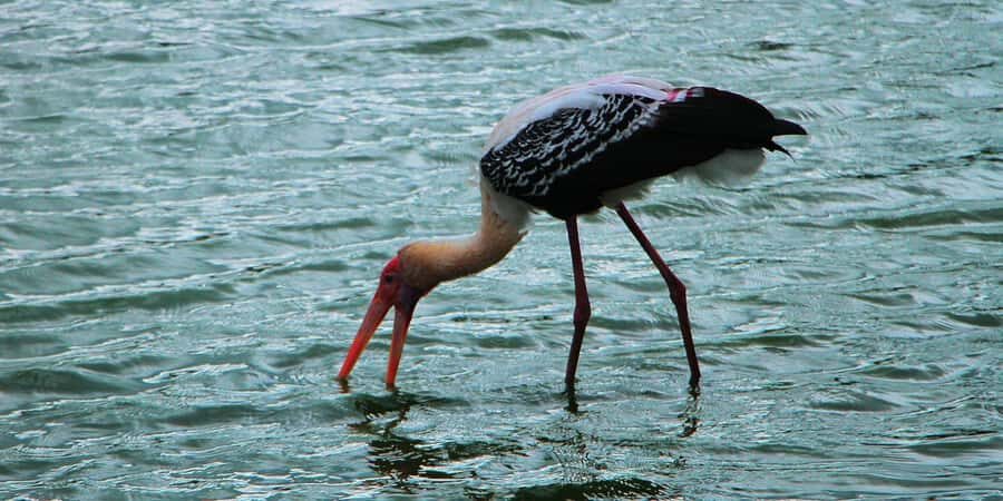 Kalametiya: Bird Watching Tour with Seafood Lunch from galle - Lagoon Safari and Birdwatching Walks