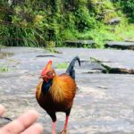Kandy: Adam's Peak Guided Hike with Snacks and Pickup - An In-Depth Look at the Adam’s Peak Hike Experience