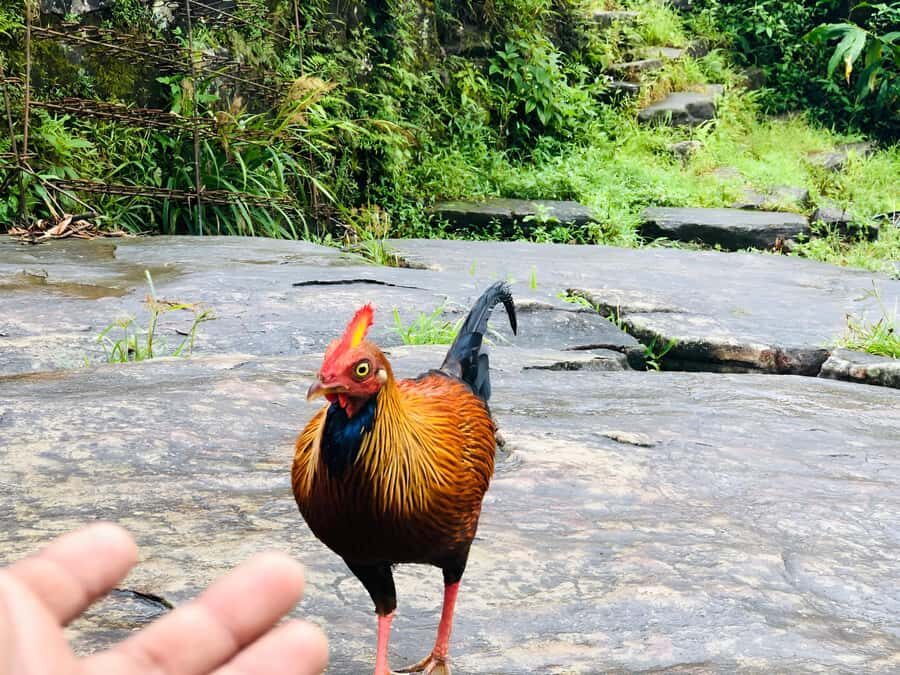 Kandy: Adam's Peak Guided Hike with Snacks and Pickup - An In-Depth Look at the Adam’s Peak Hike Experience