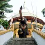 Kandy city tour and village tour in one day - Discovering Kandy: A City of Sacred Sites and Vibrant Markets