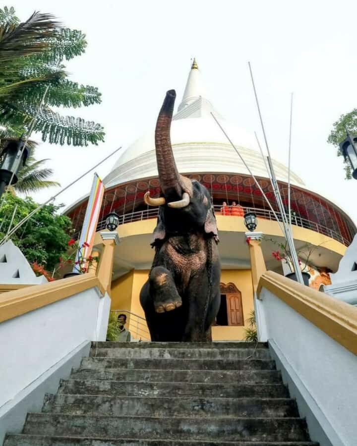 Kandy city tour and village tour in one day - Discovering Kandy: A City of Sacred Sites and Vibrant Markets