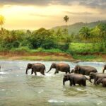 Kandy Day Tour From Colombo with Pinnawala - Who This Tour Is Best For