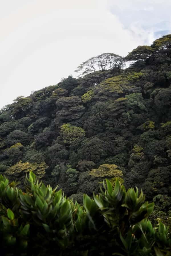 Kandy: Five Peaks Cloud Forest Adventure - Exploring the Route: What to Expect