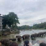 Kandy Highlights & Pinnawala Elephant Experience by Tuk-Tuk - Practical Details & Tips