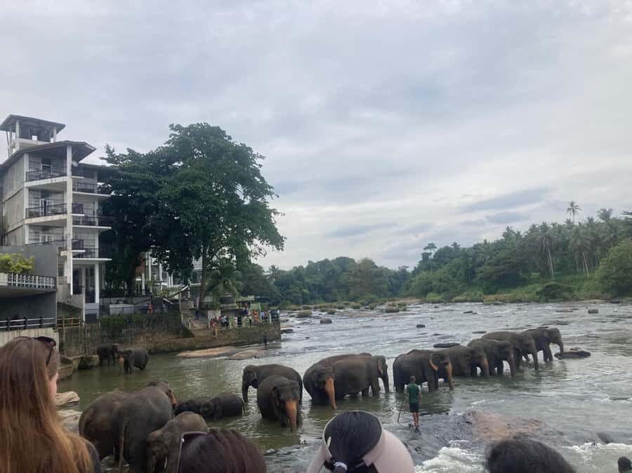 Kandy Highlights & Pinnawala Elephant Experience by Tuk-Tuk - Practical Details & Tips