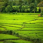 Kandy: Pinnawala, Ambuluwawa, and Village Tour - Detailed Breakdown of the Itinerary