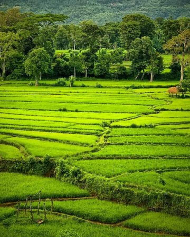 Kandy: Pinnawala, Ambuluwawa, and Village Tour - Detailed Breakdown of the Itinerary