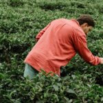 Kandy Private Day Tour from Trincomalee - Authentic Insights from Past Reviewers