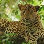 Kandy to Wilpattu Day Tour - Visiting Famous Places - In-Depth Look at the Itinerary