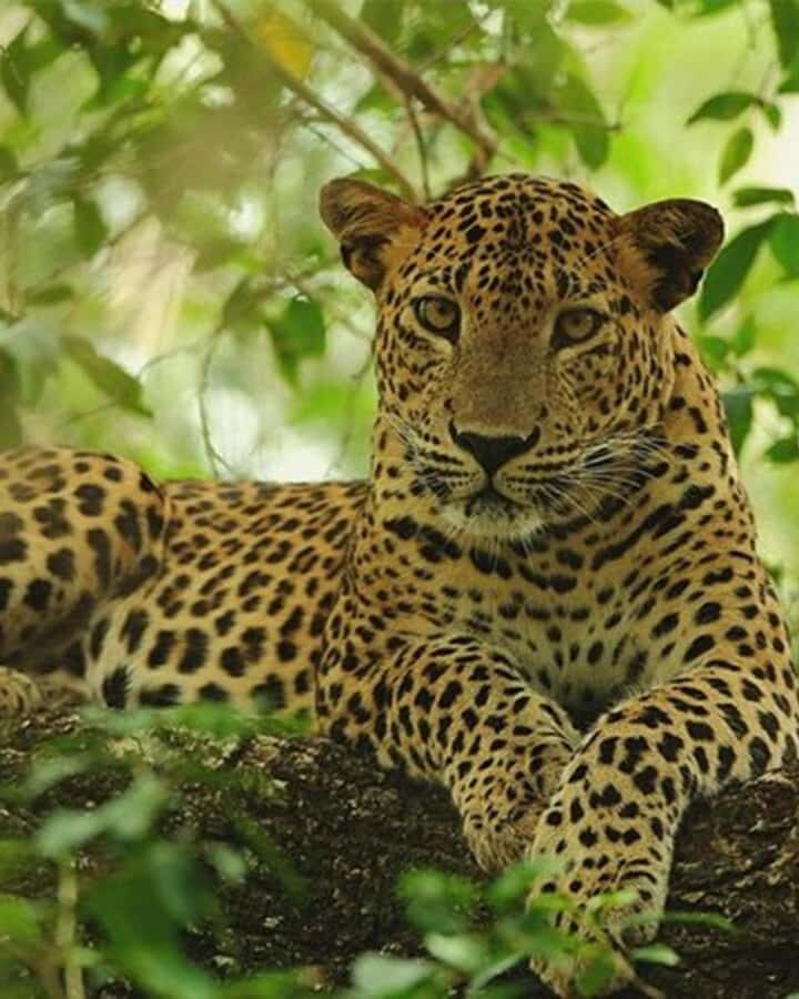 Kandy to Wilpattu Day Tour - Visiting Famous Places - In-Depth Look at the Itinerary