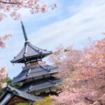 Kansai Hidden Cherry Blossom Tour: Seasonal One-Day Escape - Visiting Kosan-ji Temple and Cherry Blossom Viewing