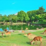 Kansai Shared Day Tour in Fushimi Inari Shrine and Kiyomizudera - Who Will Love This Tour?