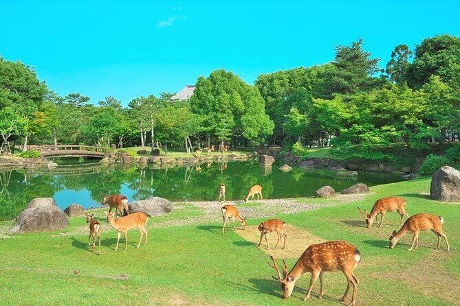 Kansai Shared Day Tour in Fushimi Inari Shrine and Kiyomizudera - Who Will Love This Tour?