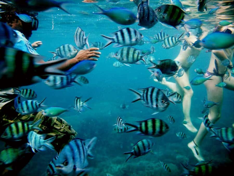 Karimunjawa Kayaking and Snorkeling - What Travelers Love and What They Keep in Mind