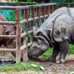 Kathmandu: Central Zoo Tour - The Tour Itinerary in Detail