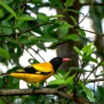 Kathmandu: Phulchowki Birdwatching Tour with Expert Guide - The Drive Up Phulchowki Hill