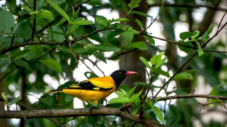 Kathmandu: Phulchowki Birdwatching Tour with Expert Guide - The Drive Up Phulchowki Hill