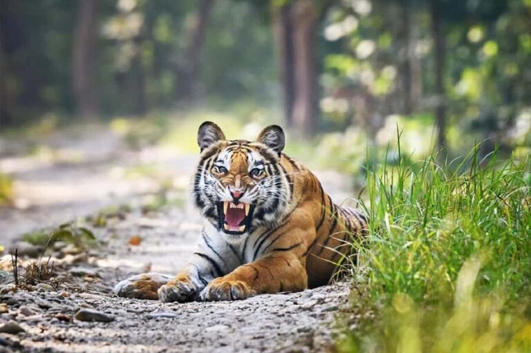 Kathmandu: Rara Lake, Jumla & Bardia 7-Day Overland Tour - Transportation and Group Dynamics