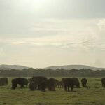 Kaudulla National Park Entrance Ticket with Private Safari - FAQ