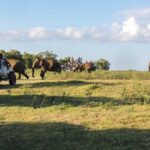 Kaudulla National Park Private Safari - Why Choose the Kaudulla National Park Safari?