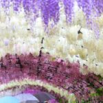 Kawachi Wisteria Garden, Kokura Castle & Outlets Day Tour - Discovering Kawachi Wisteria Garden