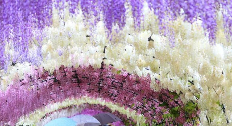 Kawachi Wisteria Garden, Kokura Castle & Outlets Day Tour - Discovering Kawachi Wisteria Garden