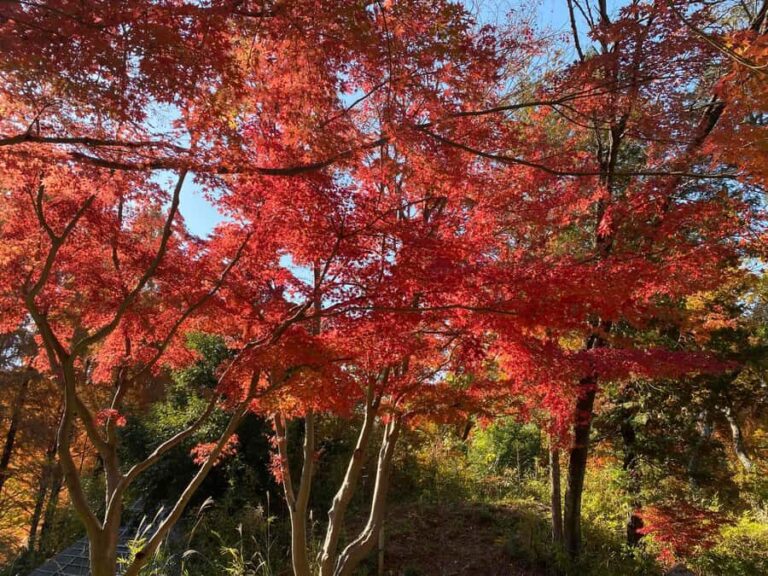 Kawasaki: Tama River Cycling & Japanese Folk House Tour - Practical Details and What to Know