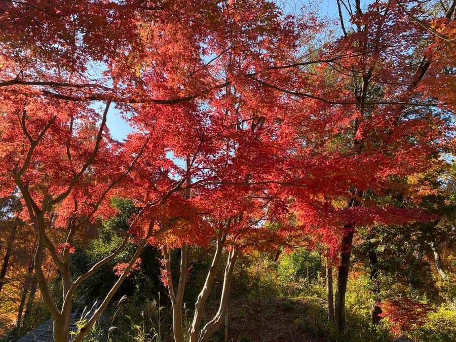 Kawasaki: Tama River Cycling & Japanese Folk House Tour - Practical Details and What to Know