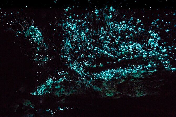 Kawiti Family Glowworm Caves Guided Tour in Bay of Islands - The Experience Inside the Caves