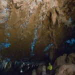 Kawiti Glow Worm Cave Tour & Opua Forest Walk - Real Traveler Insights