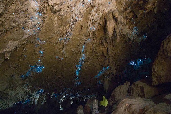 Kawiti Glow Worm Cave Tour & Opua Forest Walk - Real Traveler Insights
