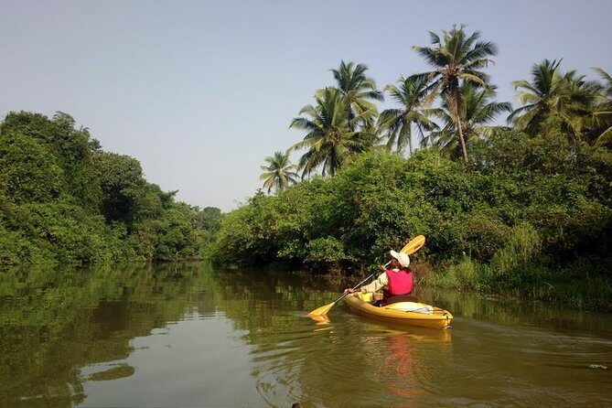 Kayaking On River Nerul In Goa - The Value of This Tour