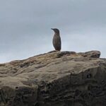 Keelung Harbor, Yeliou & Northern Coast Tour (From Taipei City) - Practical Details to Keep in Mind