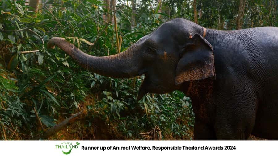 Khao Lak: All-Day Elephant Sanctuary Experience Small Groups - What Sets This Tour Apart