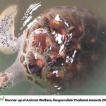 Khao Lak Eco-Safari: Elephants, Tsunami Museum, and Turtles - Practical Details and What to Expect