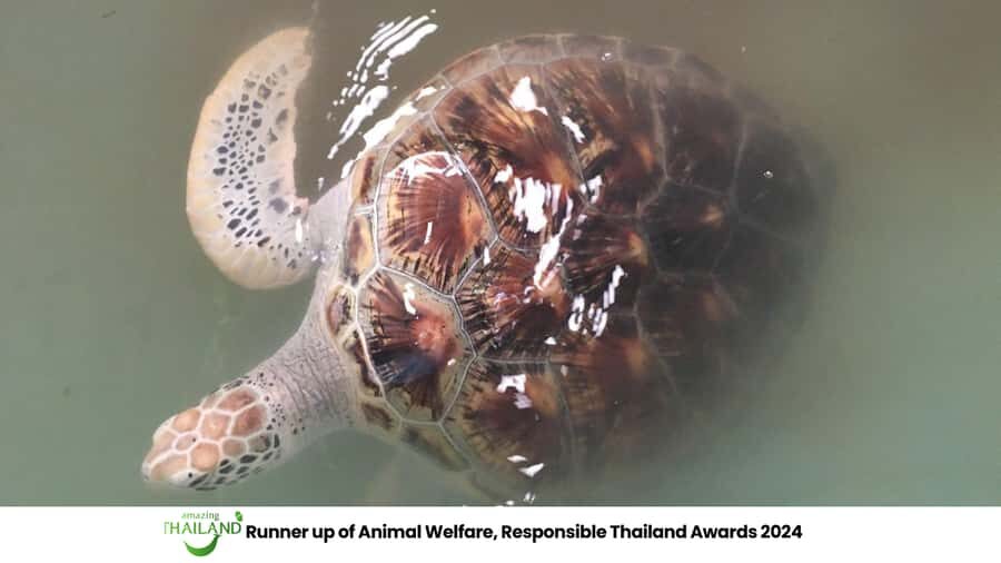 Khao Lak Eco-Safari: Elephants, Tsunami Museum, and Turtles - Practical Details and What to Expect