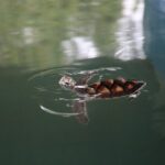 Khao Lak Eco Safari Exploring with Bamboo Rafting - Introduction to Khao Lak Eco Safari with Bamboo Rafting