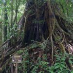 Khao Lak: Full-Day Khao Sok Jungle Walk and Canoeing Tour - What Makes This Tour Stand Out?
