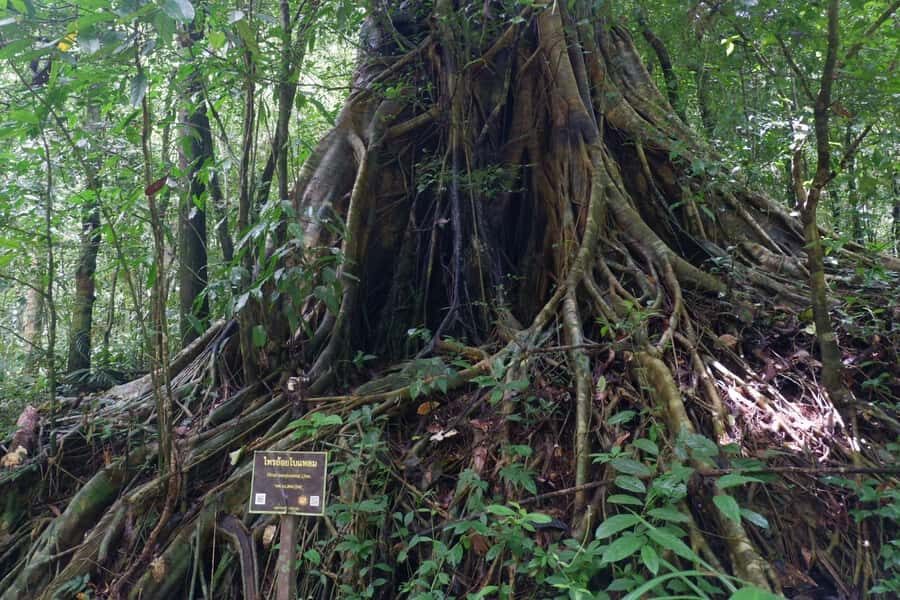 Khao Lak: Full-Day Khao Sok Jungle Walk and Canoeing Tour