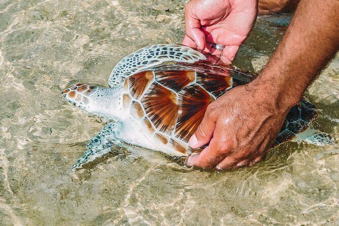 Khao Lak Full Day Tour: Sarasin Bridge, Khao Lak National Park, Lampi Waterfall - Practical Insights: What You Need to Know